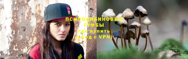 кракен ссылки  Алагир  Галлюциногенные грибы Psilocybine cubensis 